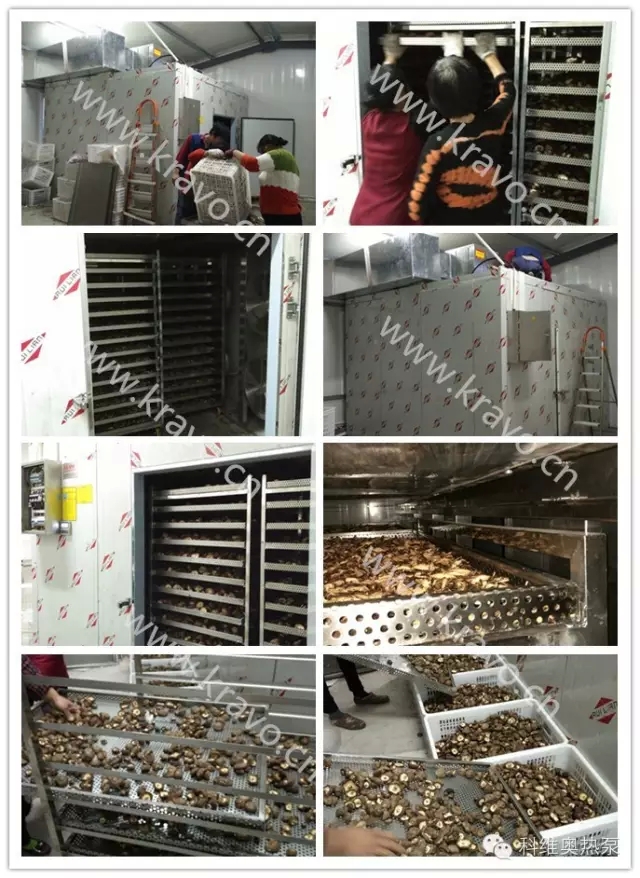 热泵干燥技术在食用菌2.webp.jpg